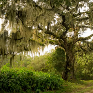 Jenny Wells, Realtor®, MBA in Hilton Head Island, SC (6)