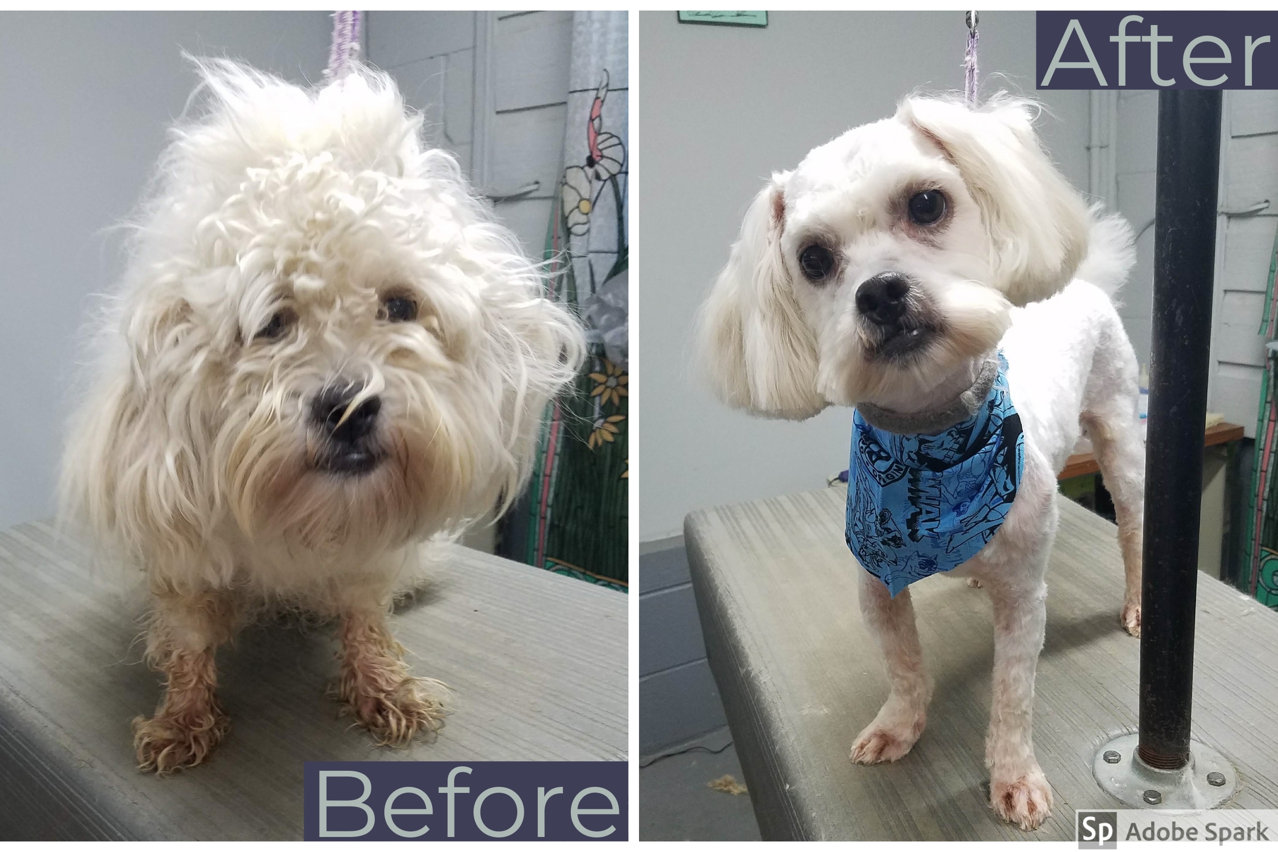 Just 4 Paws Grooming and Boarding in East Flat Rock, NC (2)