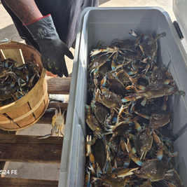 Taste of Baltimore in Rocky Mount, NC (5)