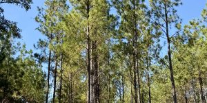 Rozier & Associates in Bainbridge, GA (3)