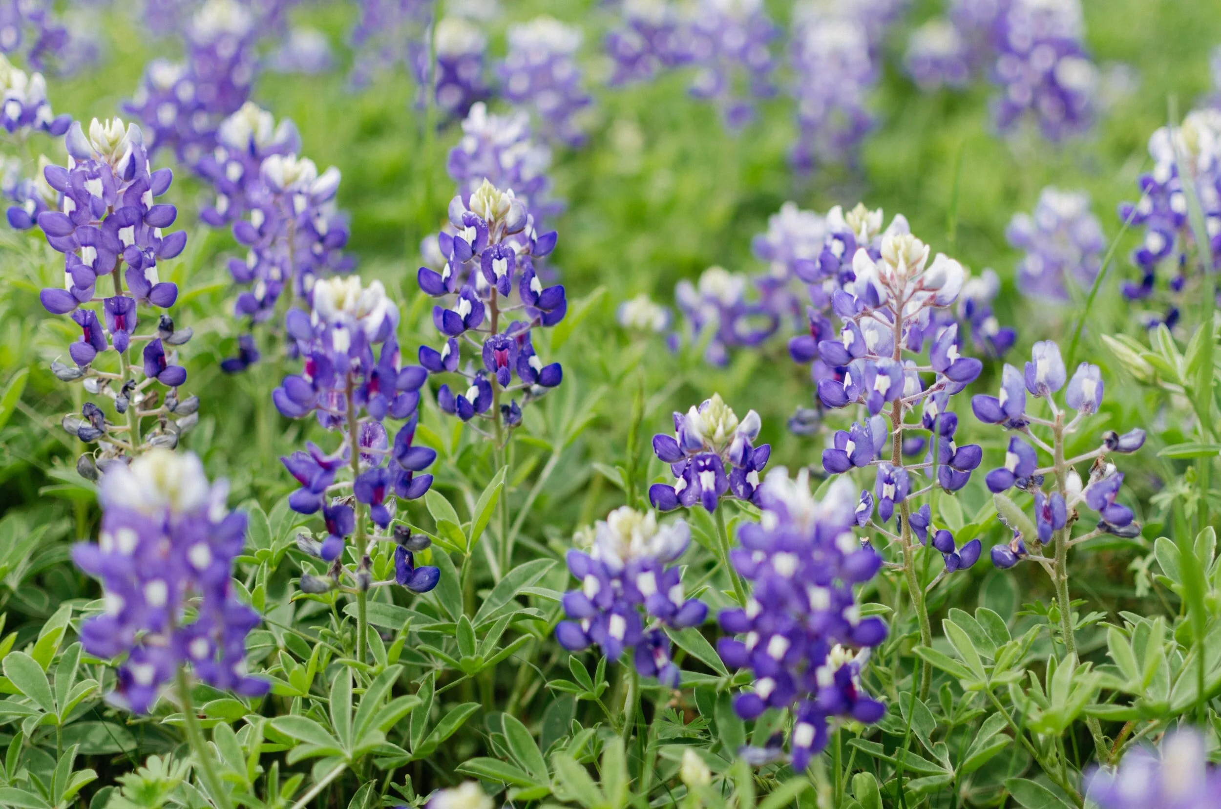 Susan I. Nidever, CPA in Kerrville, TX