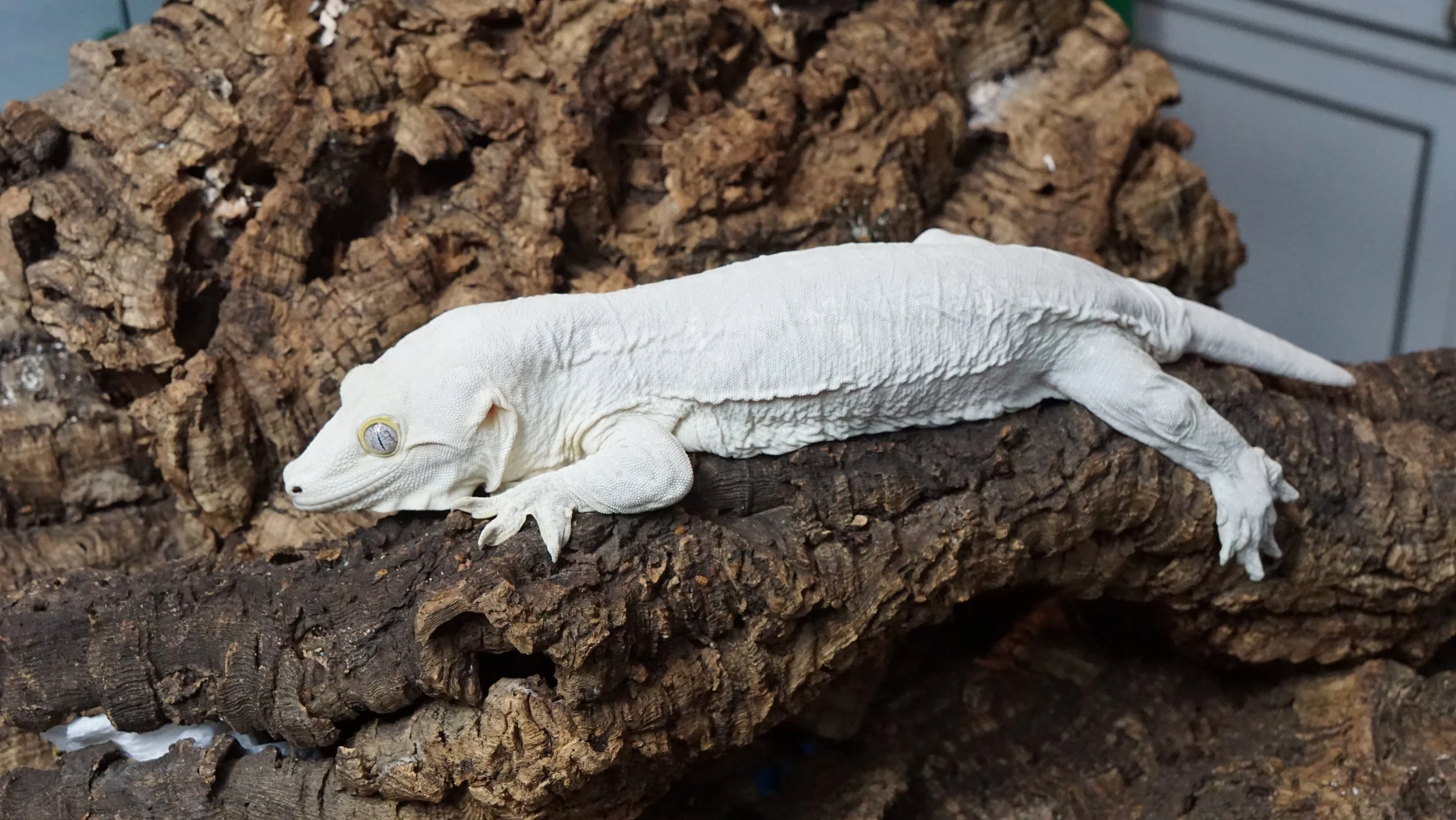 A & R Reptiles and Aquariums in Elmsford, NY