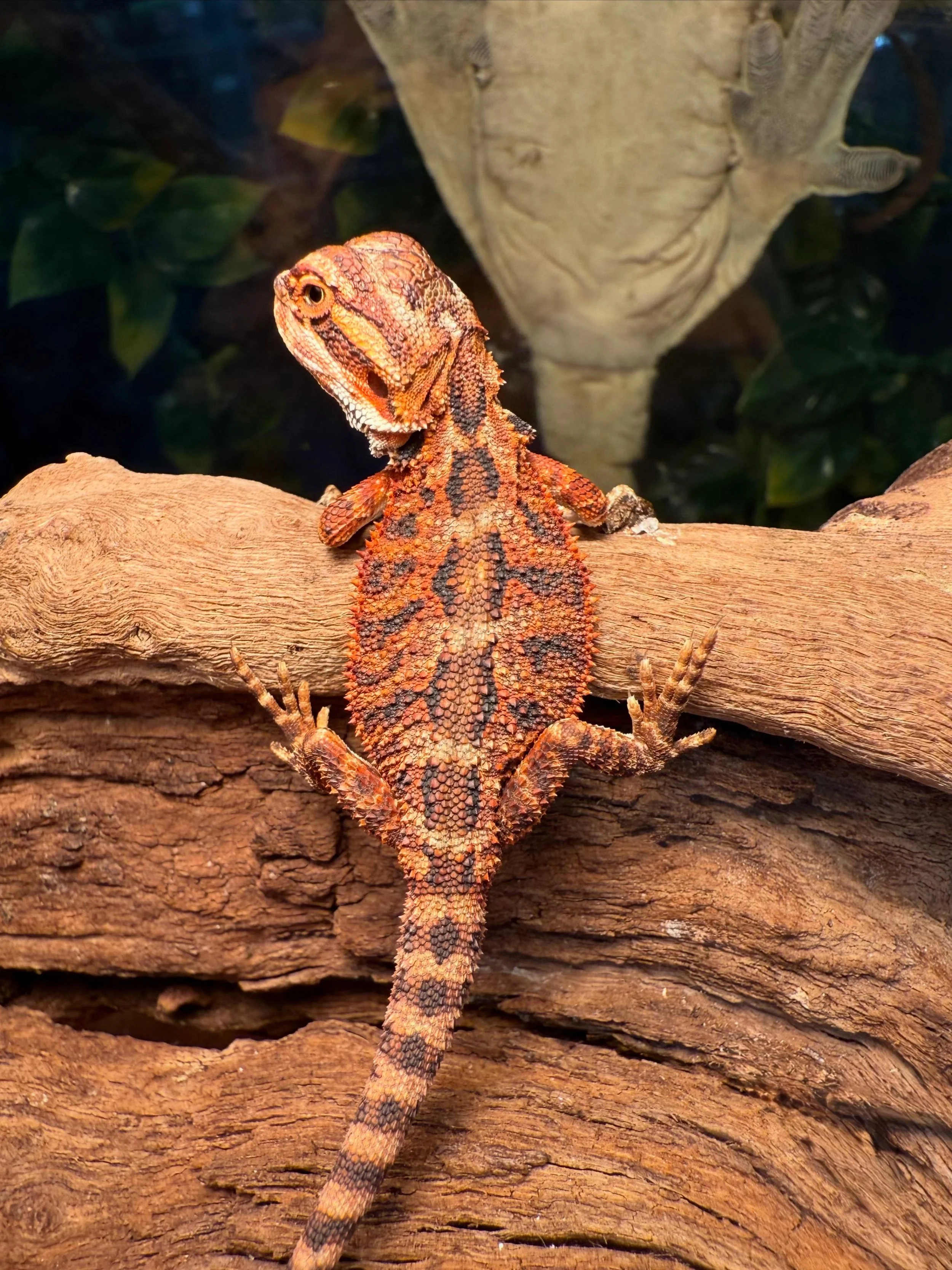 A & R Reptiles and Aquariums in Elmsford, NY (2)
