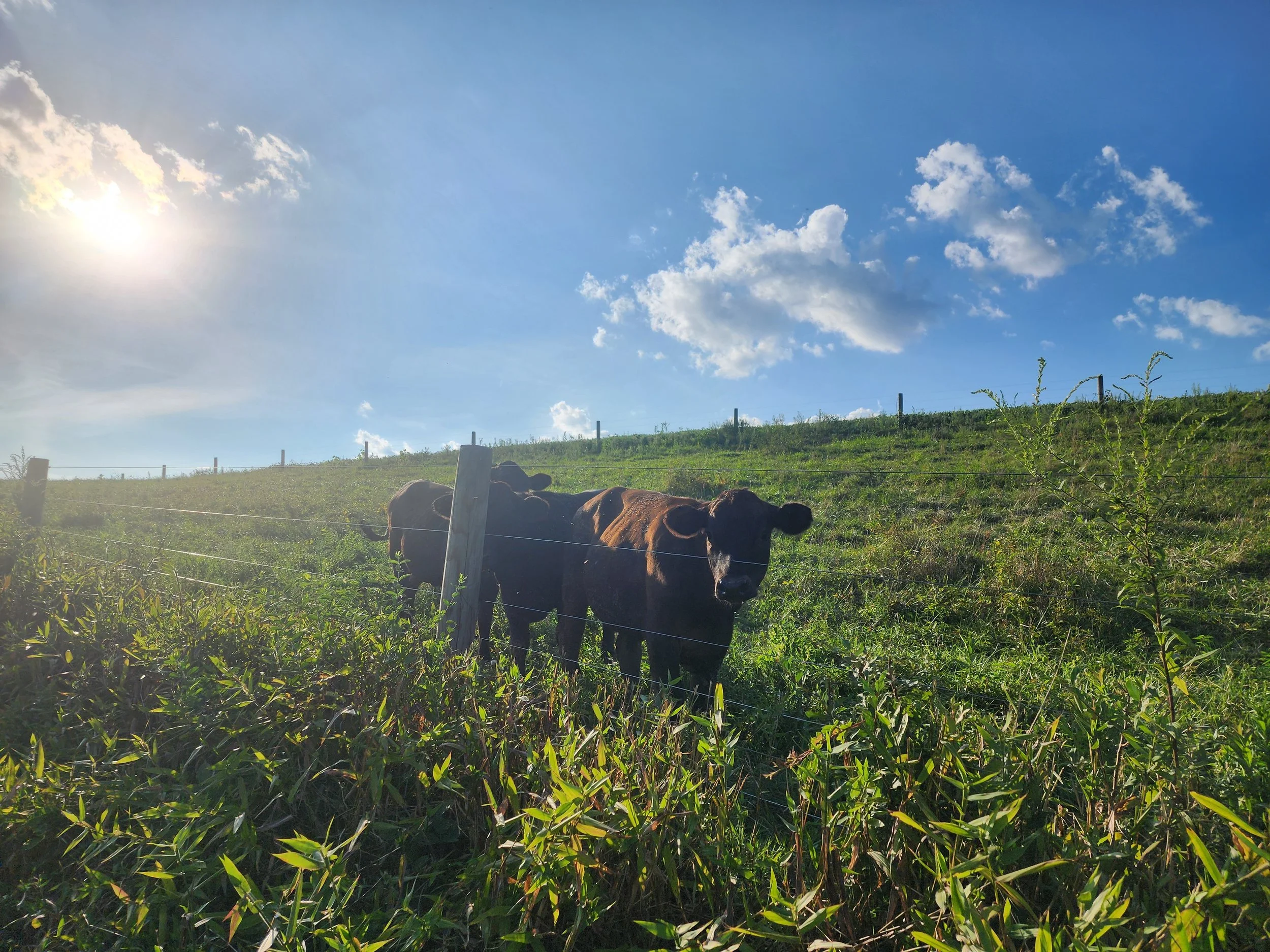 Honey Brook Farm in Schuylkill Haven, PA (6)