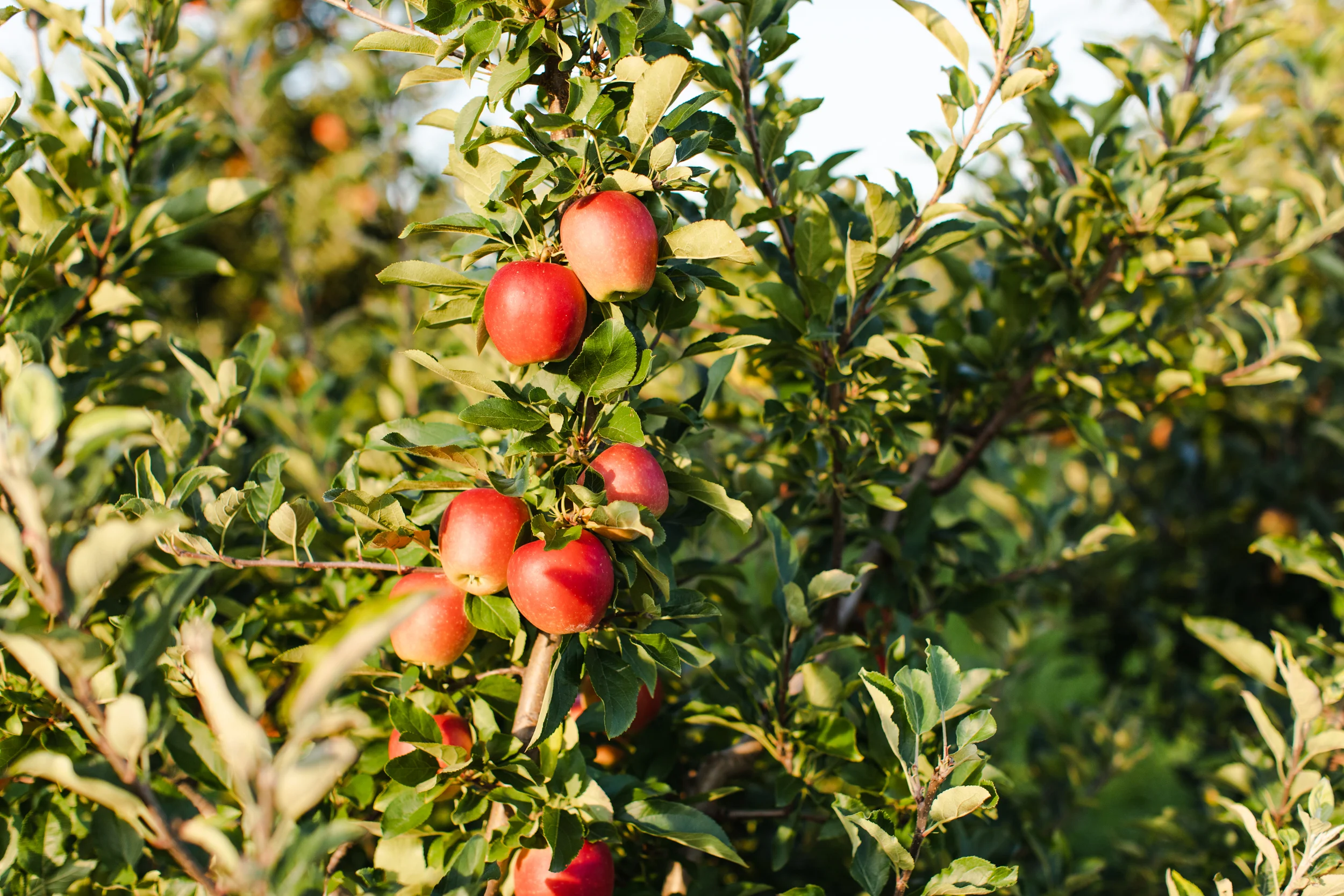Way Fruit Farm in Port Matilda, PA (2)