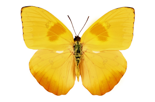 The Butterfly Club in Beloit, WI