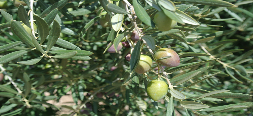 Alpine Olive Tree in Helen, GA (3)