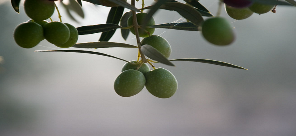 Alpine Olive Tree in Helen, GA (5)