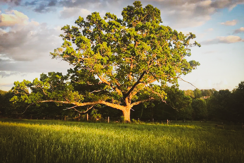 Lone Oak Farm Brewing Company in Olney, MD