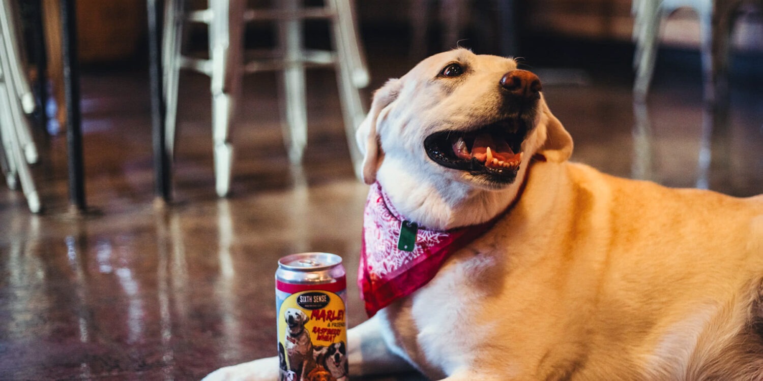 Sixth Sense Brewing & Taproom in Jackson, OH