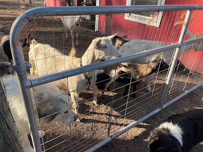 Joyful Acres Farm in Springfield, GA (4)