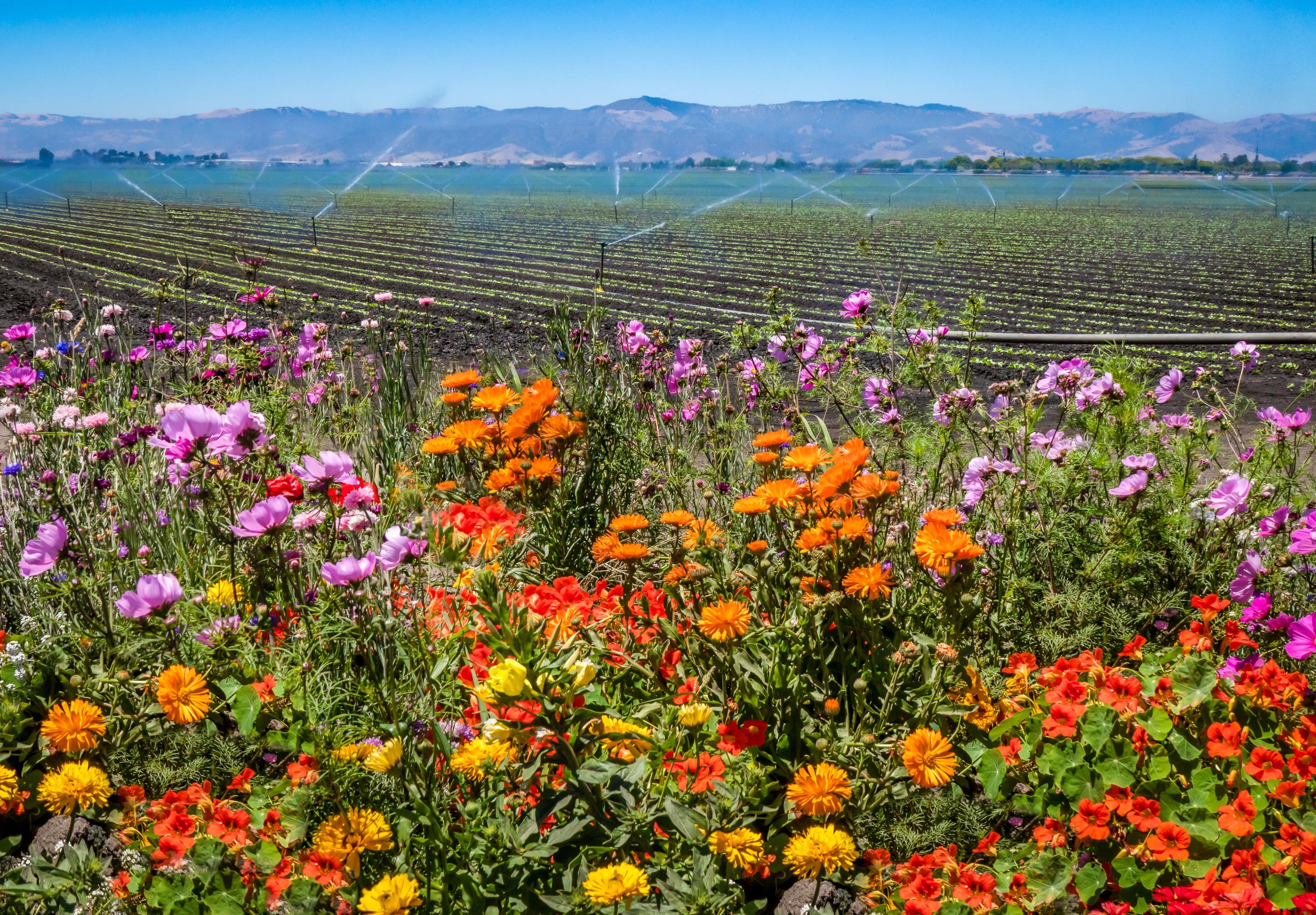 Shemeika Fox - Fox Realty Group, Inc. in Santa Cruz, CA (2)