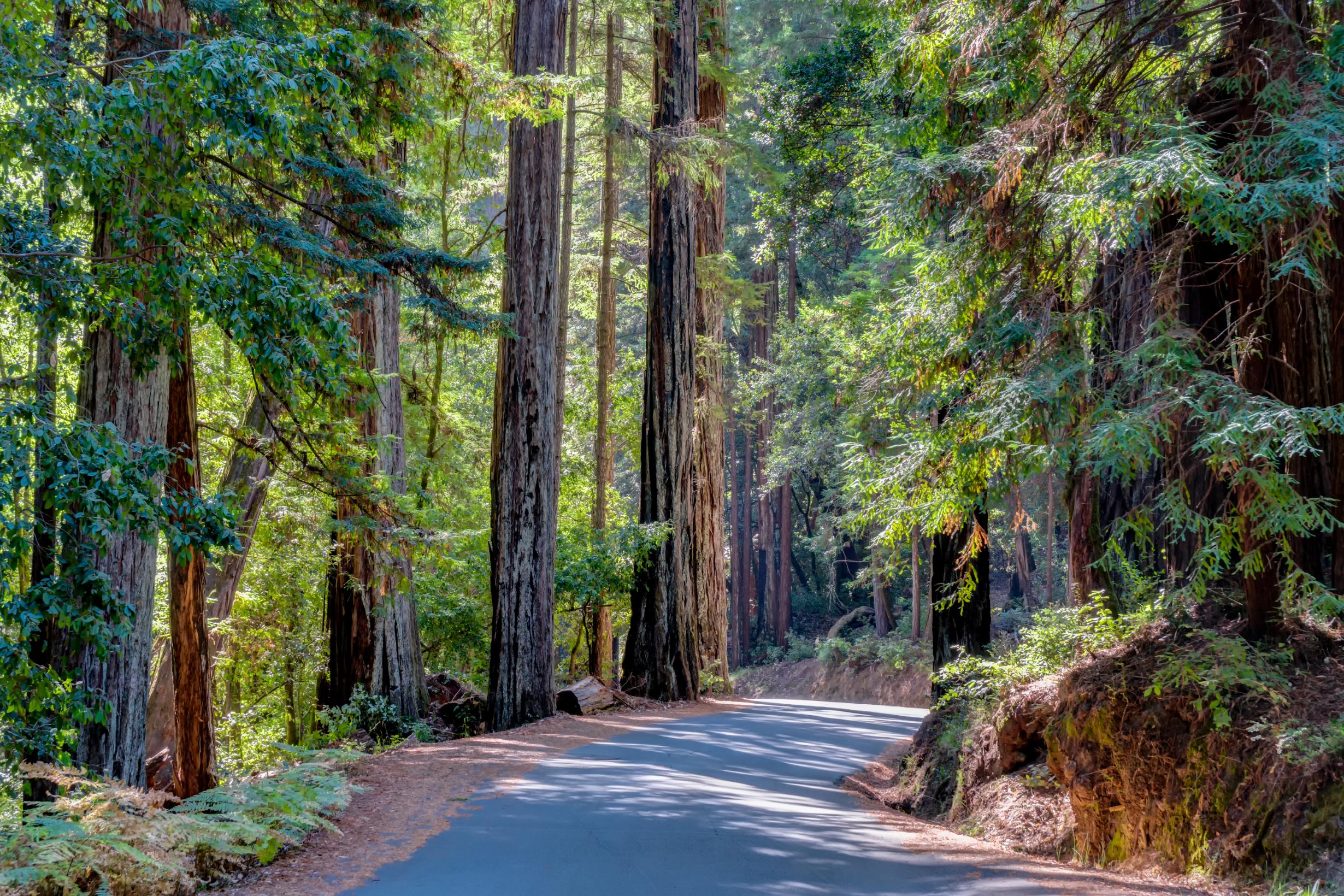 Shemeika Fox - Fox Realty Group, Inc. in Santa Cruz, CA (4)