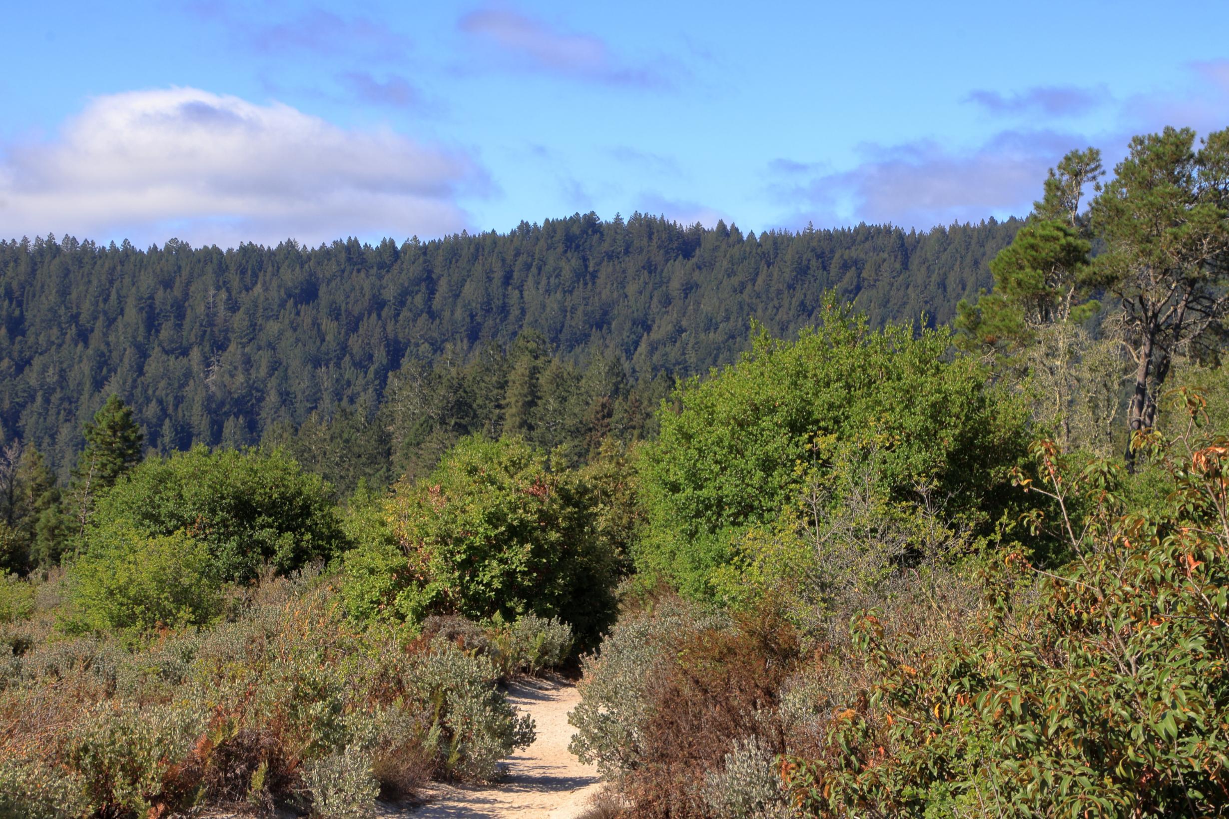 Shemeika Fox - Fox Realty Group, Inc. in Santa Cruz, CA (6)