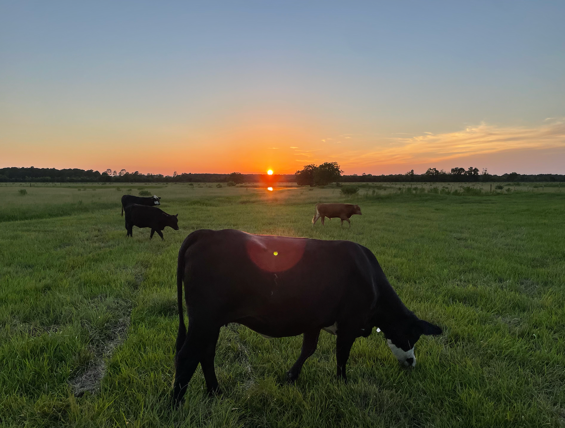 TK Beef LLC in Cleveland, TX