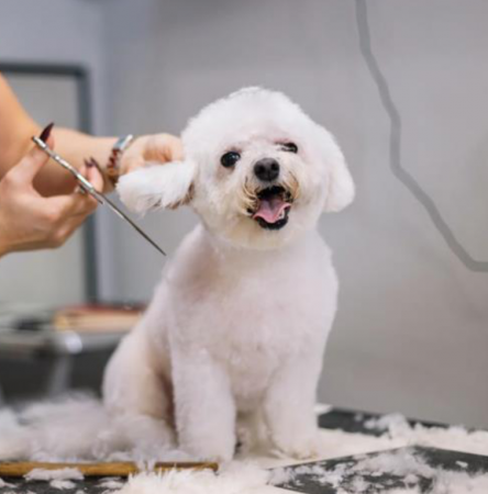 Furry Land Mobile Grooming Beaumont in Vidor, TX (2)