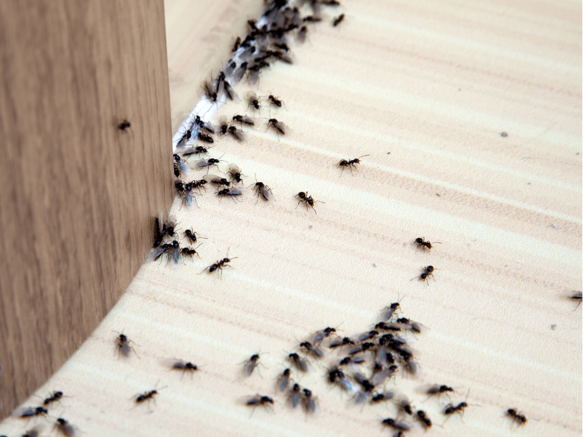 Pied Piper Pest Control in Glendale, NY