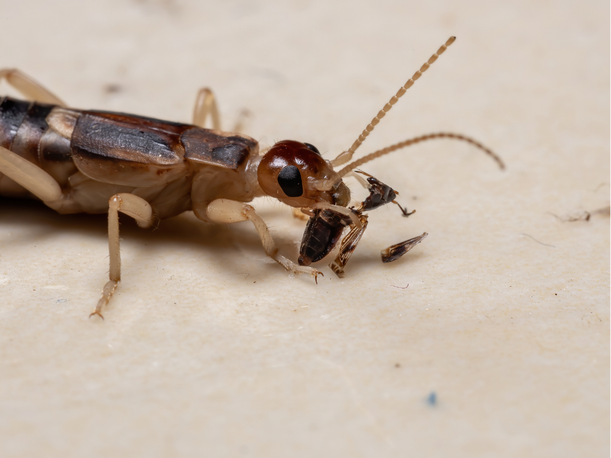Pied Piper Pest Control in Glendale, NY (3)