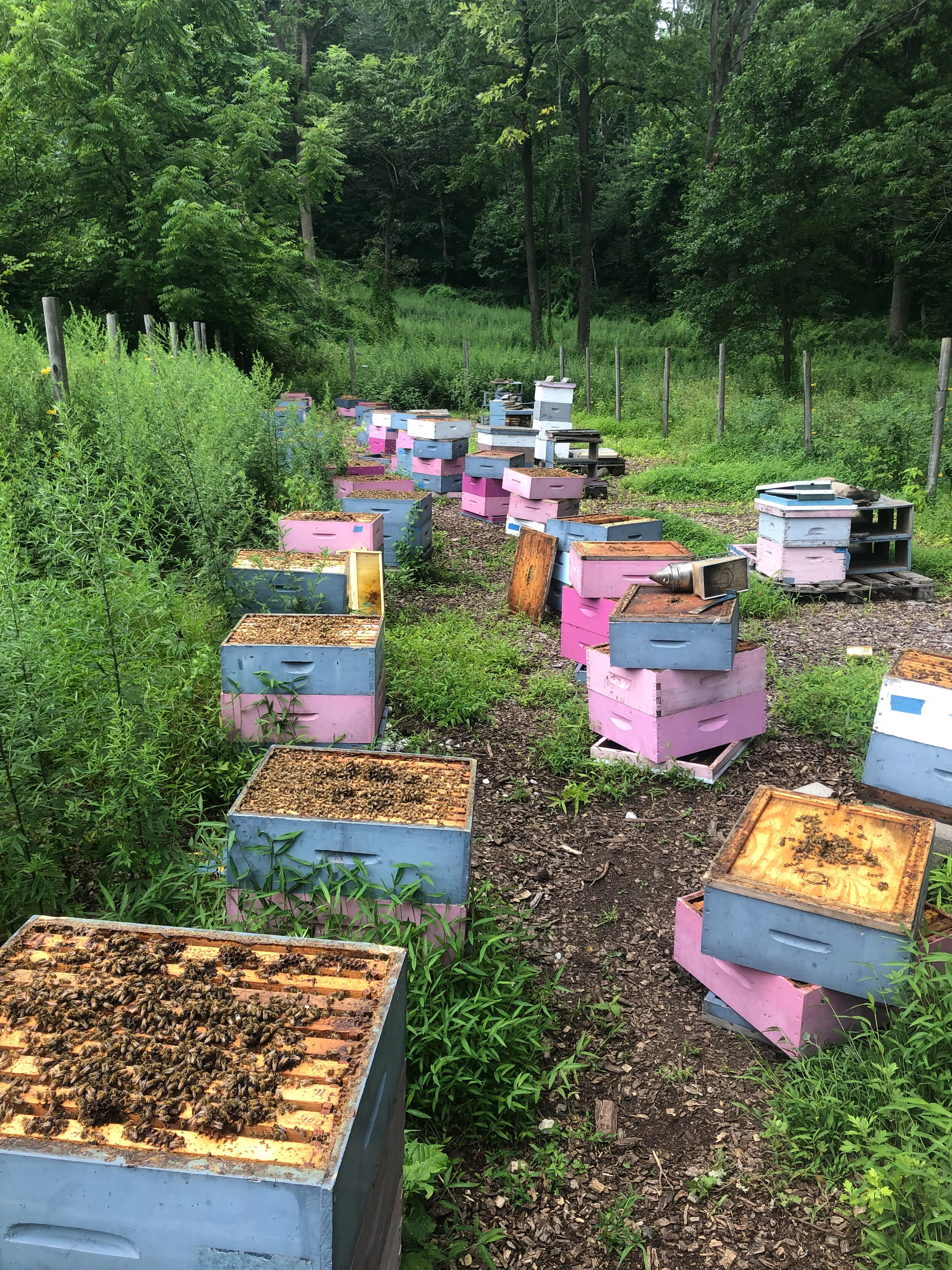 Gooserock Farm - Local Honey in Boonton, NJ (2)
