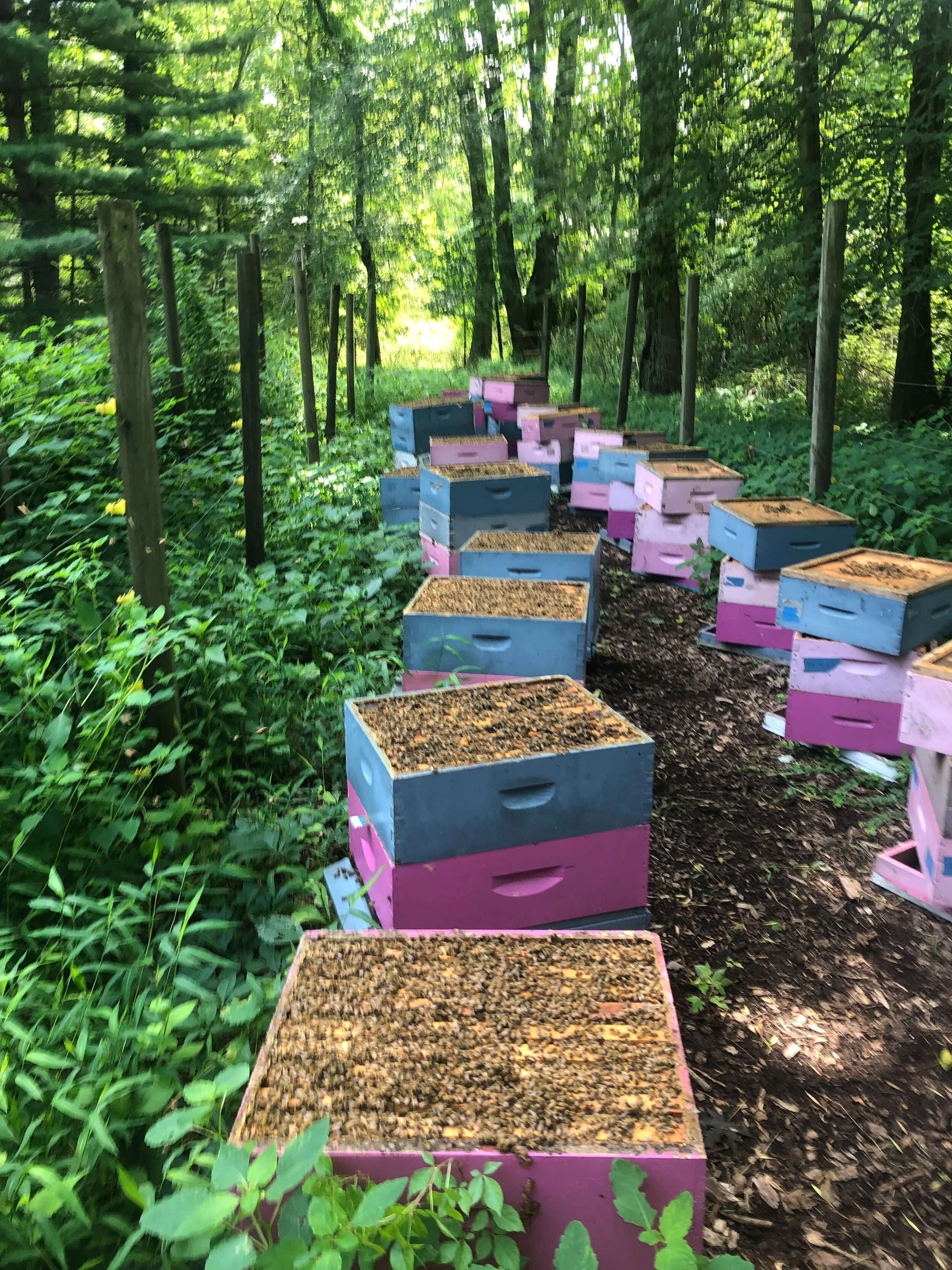 Gooserock Farm - Local Honey in Boonton, NJ (3)