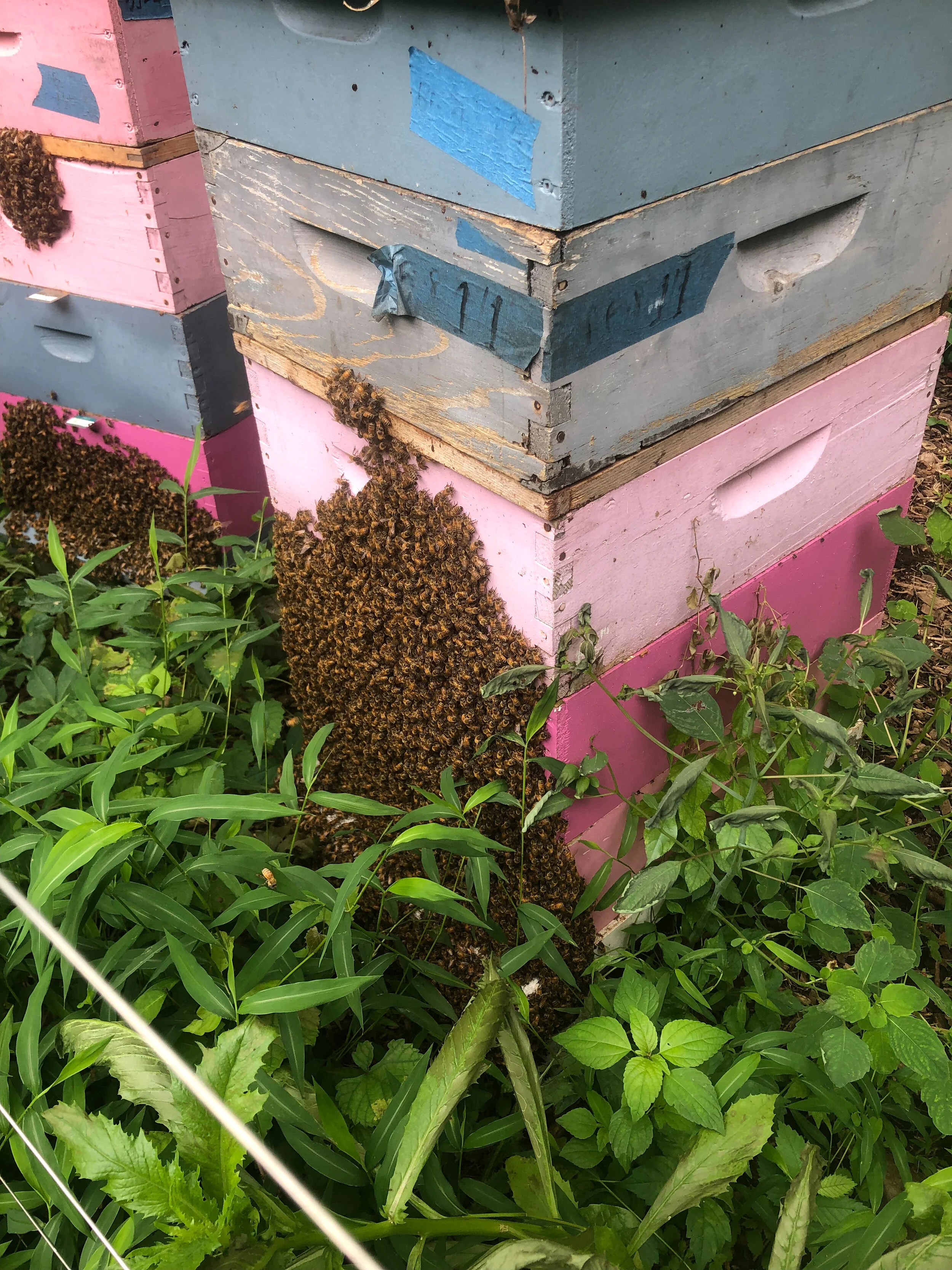 Gooserock Farm - Local Honey in Boonton, NJ (4)