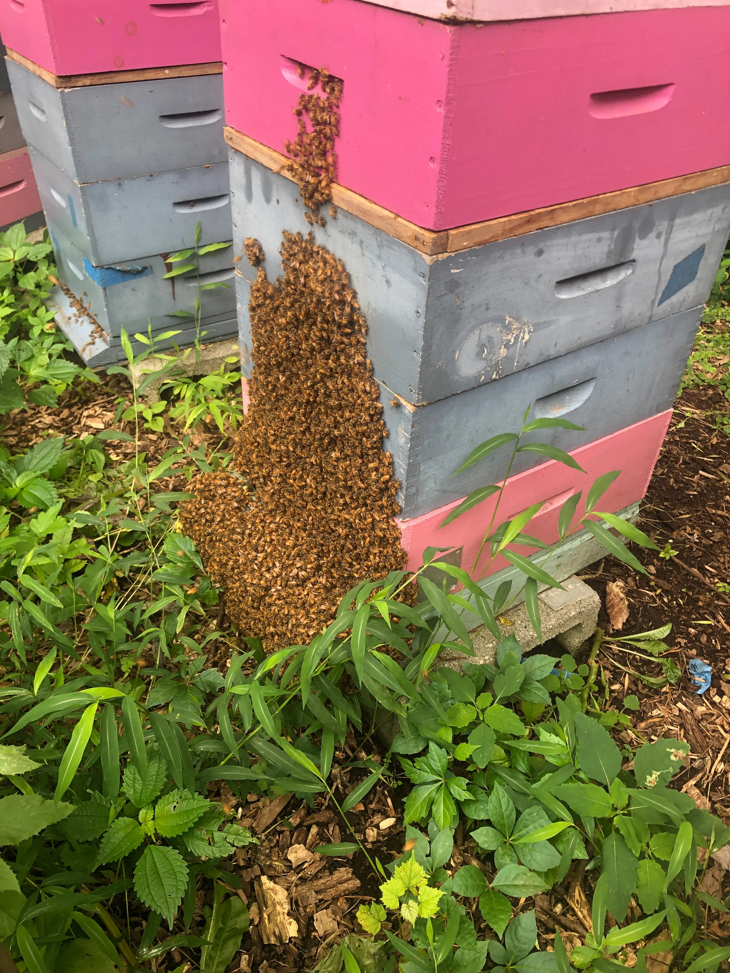 Gooserock Farm - Local Honey in Boonton, NJ (5)