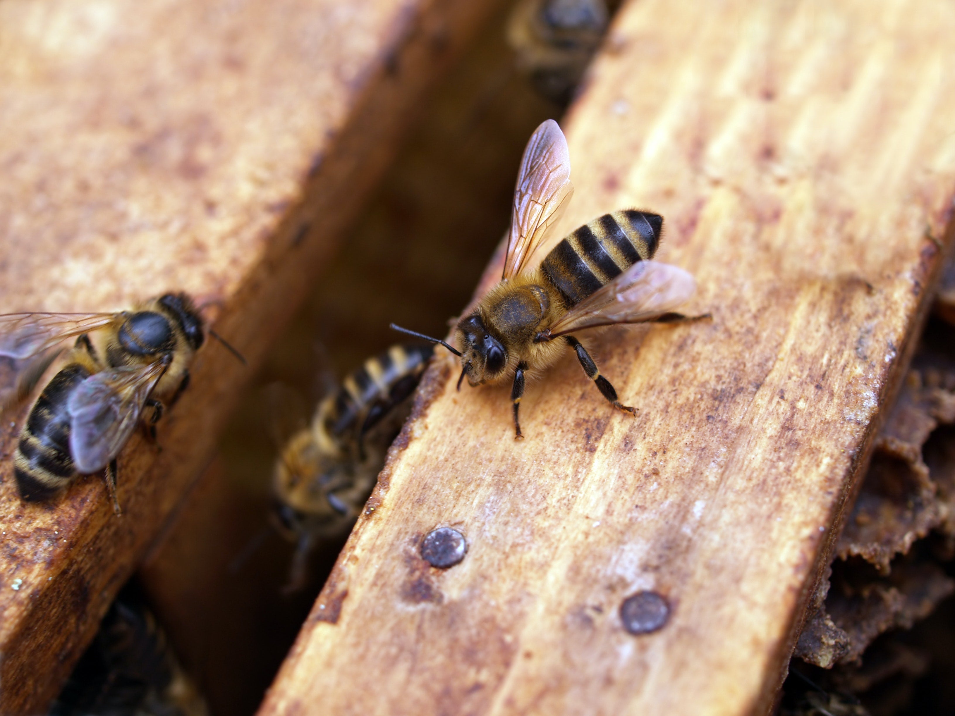 Wisals Bees in Justice, IL