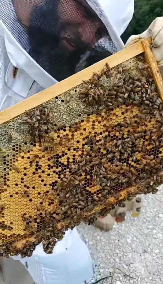 Wisals Bees in Justice, IL (6)