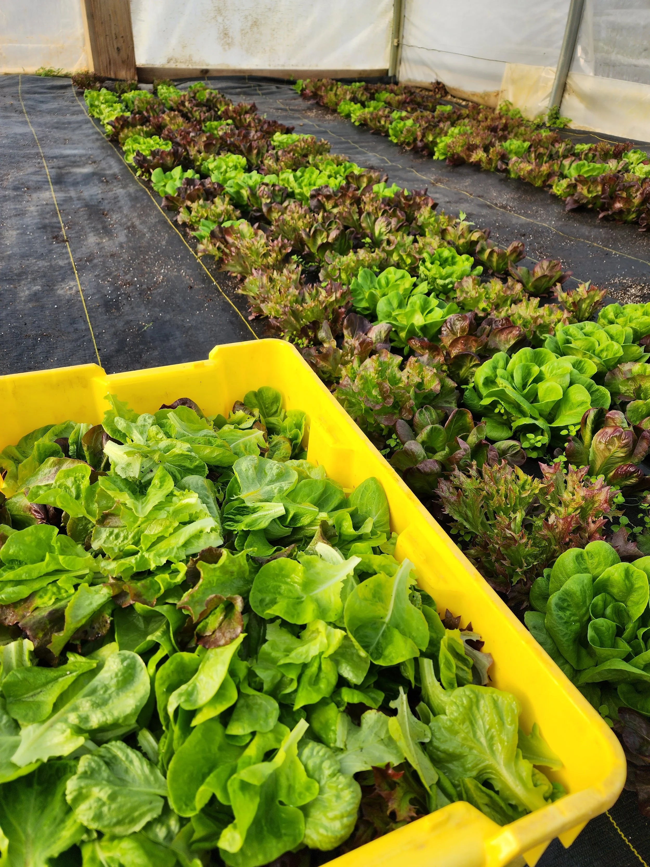 Way Farms Waverly Market in Waverly, OH