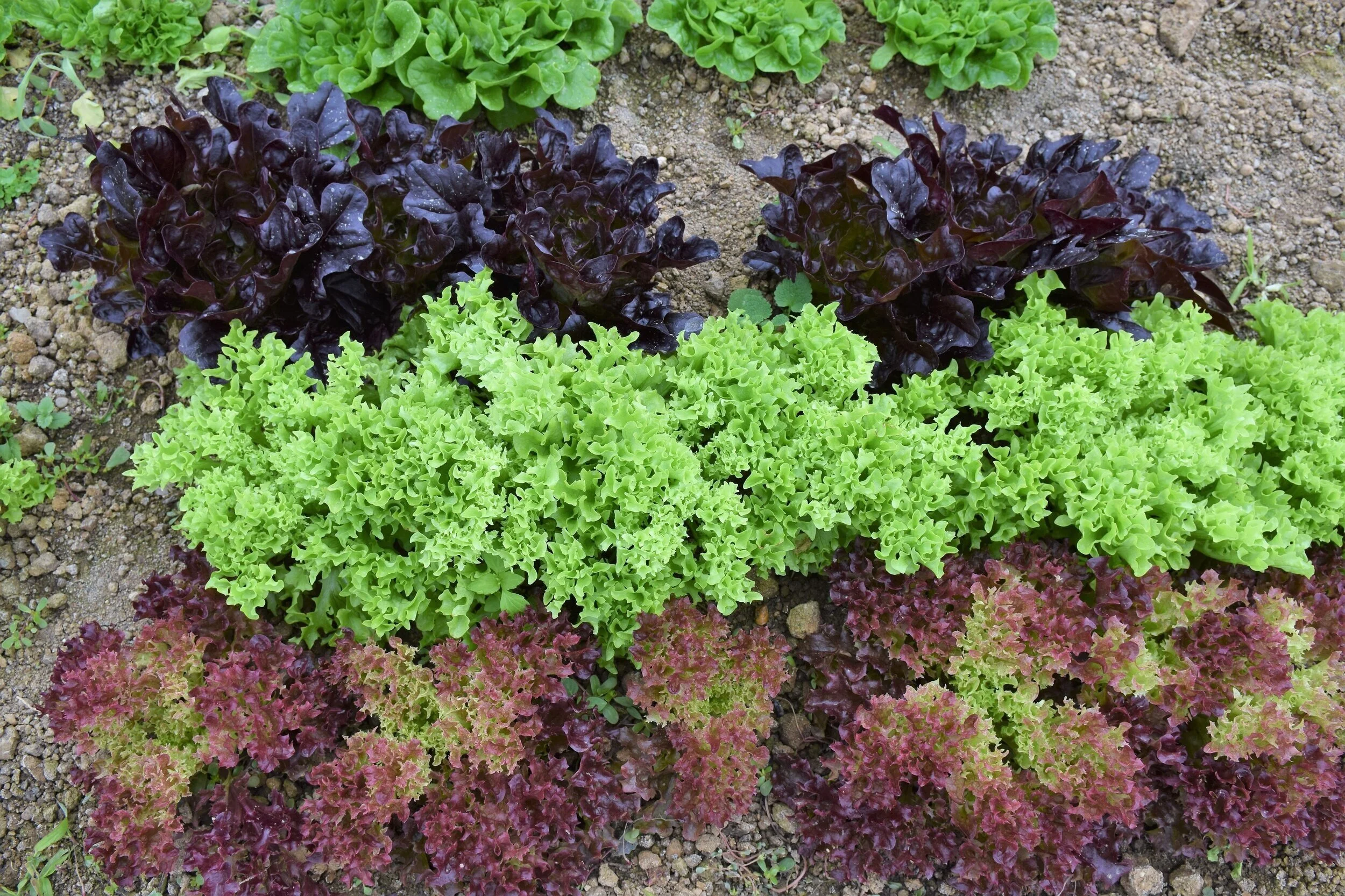 Way Farms Waverly Market in Waverly, OH (2)