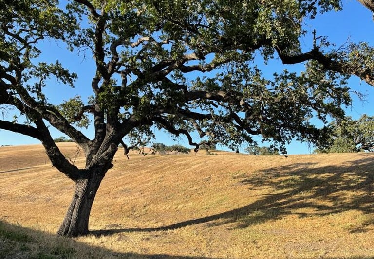 Black Oak Homes & Mortgages in Solvang, CA (2)
