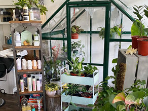 Phoenix Hair Salon in Los Gatos, CA (4)
