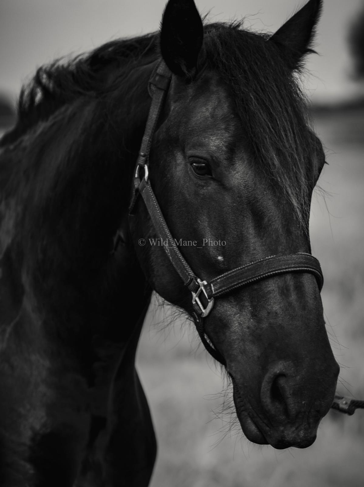 Wild Mane Beauty in Georgetown, TX (3)