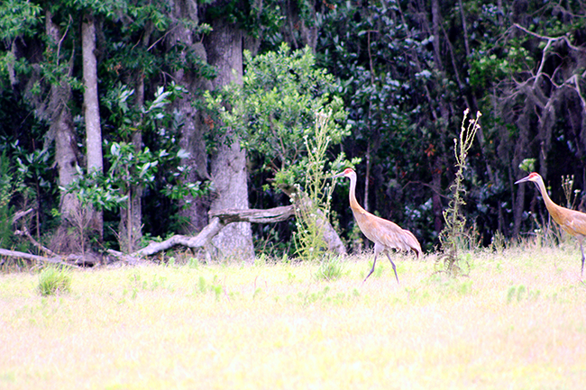 J. Steven Southwell PA in Wauchula, FL (4)