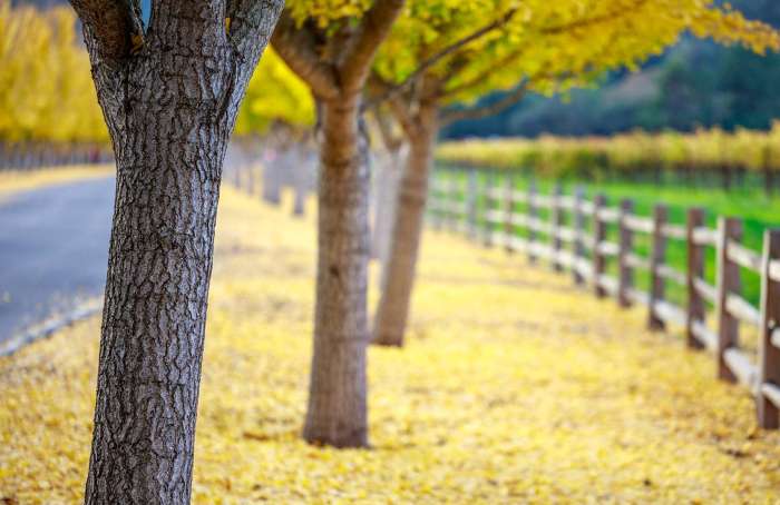 Ellis & Company Real Estate in Red Bluff, CA (5)