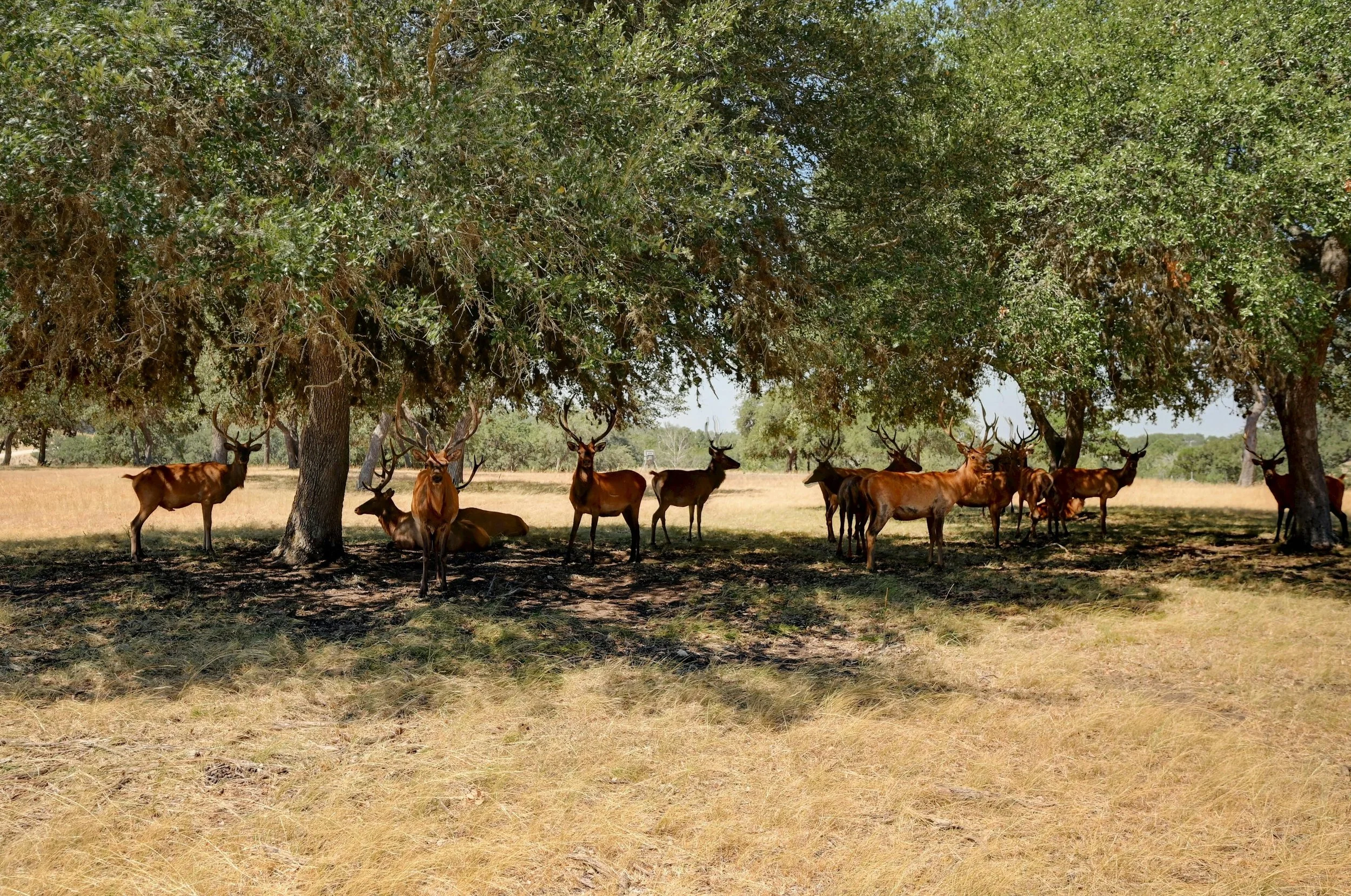 Matt Lewis Madrone Realty in Blanco, TX (6)