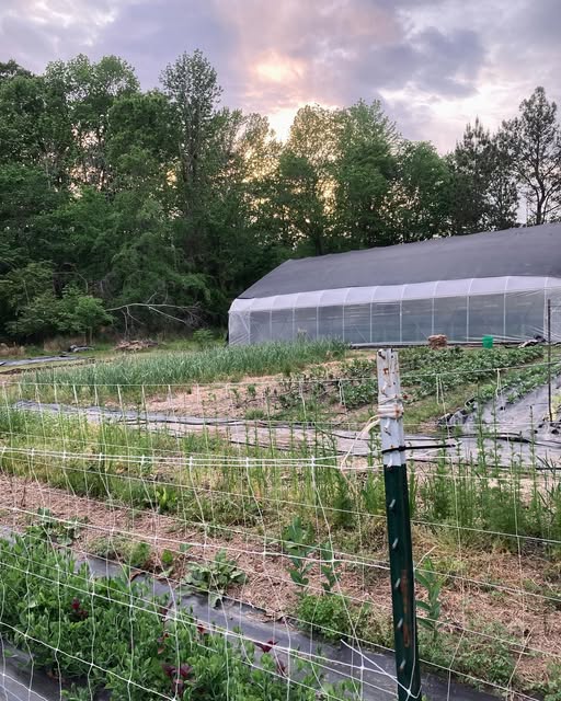 Small Rain Farm in Hurdle Mills, NC (3)