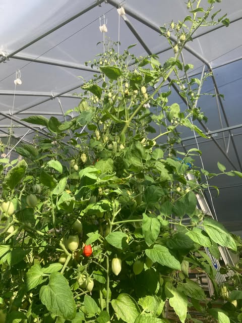 Small Rain Farm in Hurdle Mills, NC (6)