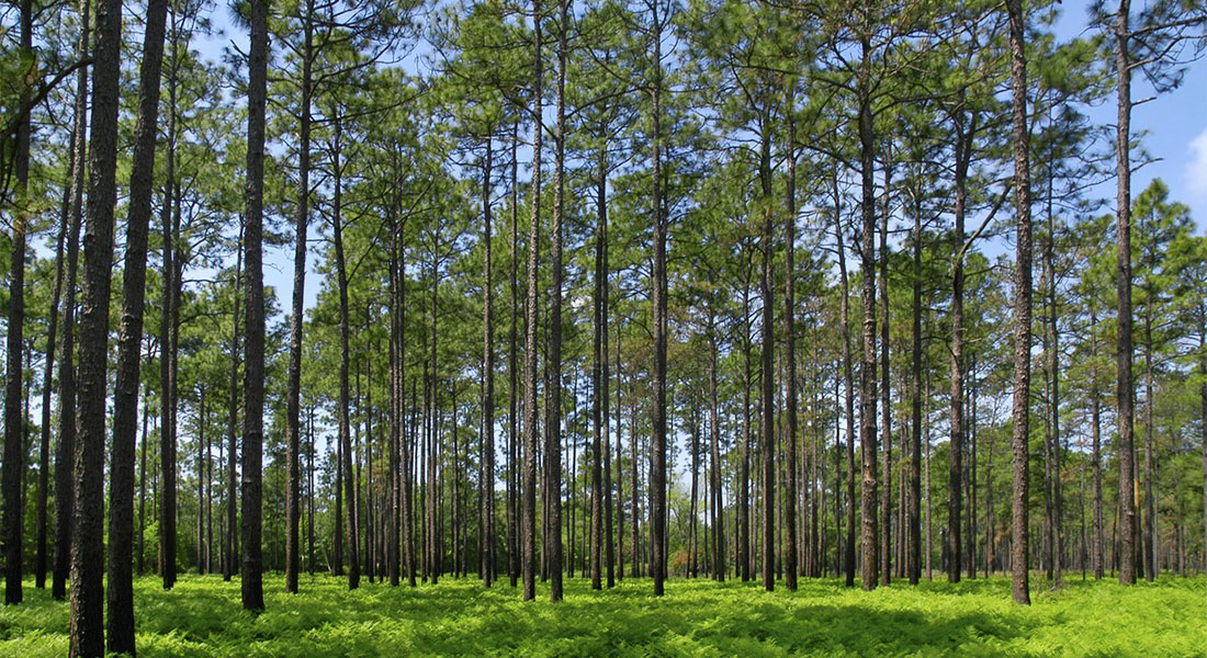 American Realty of GA LLC in Moultrie, GA