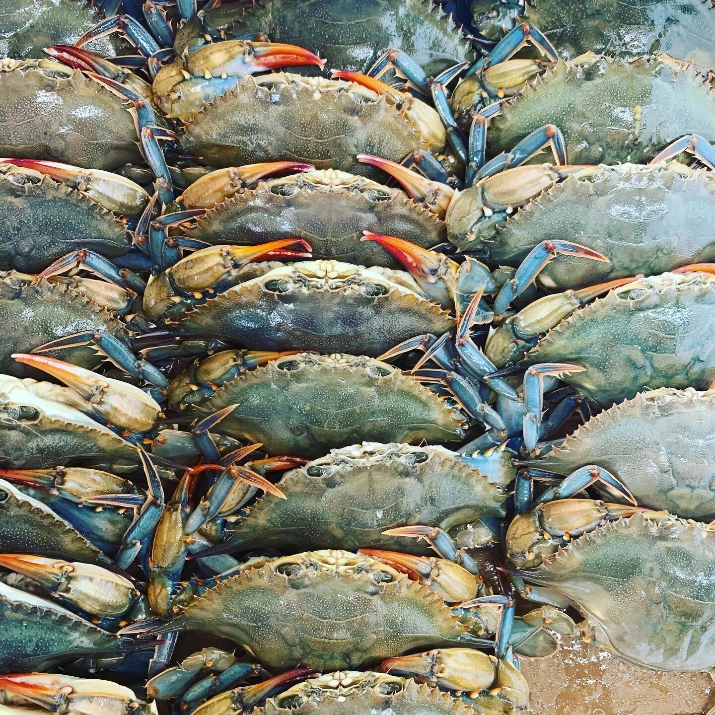 Surf City Crab in Surf City, NC (4)