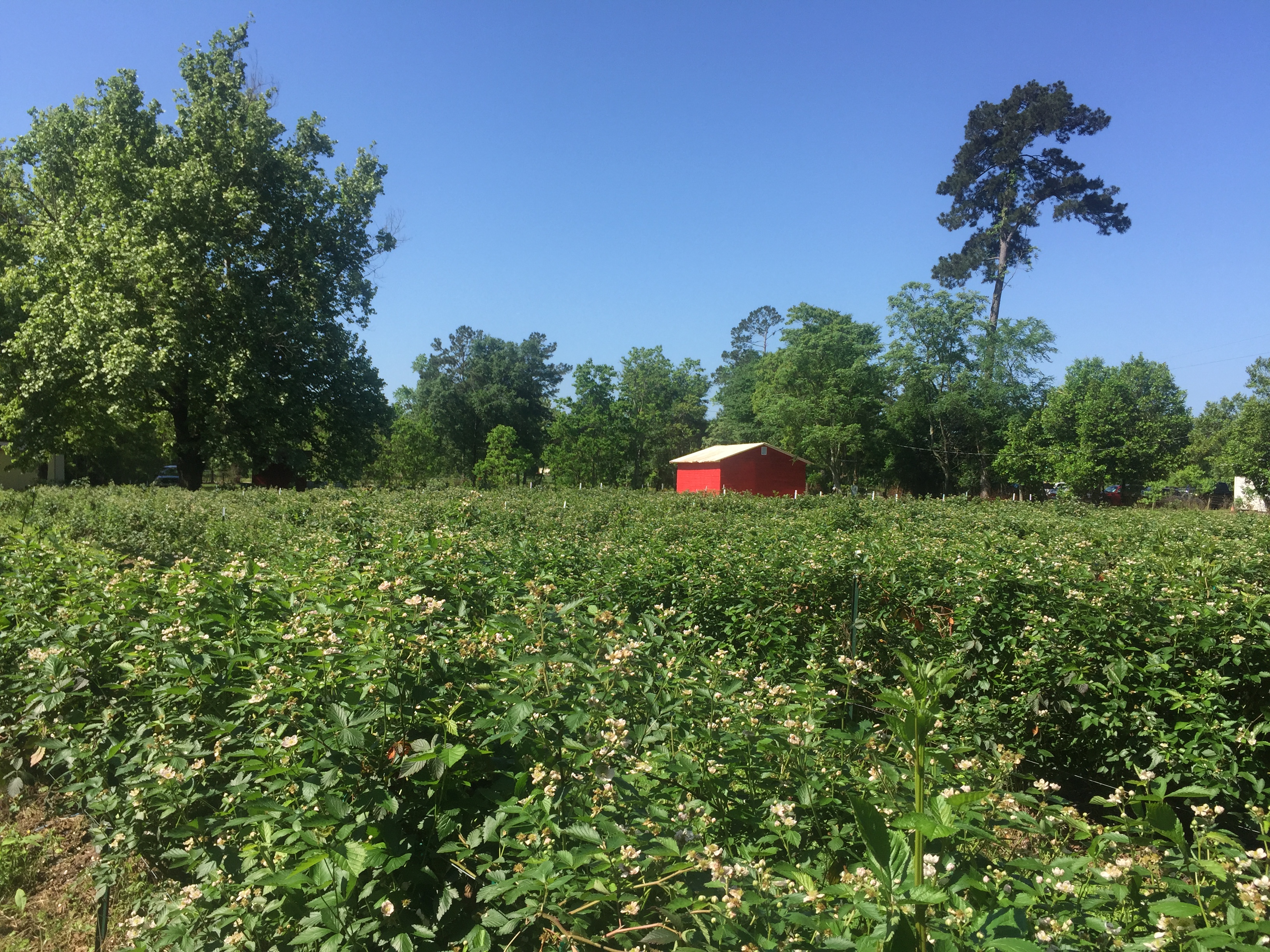 Blakelock's Berries in Conroe, TX