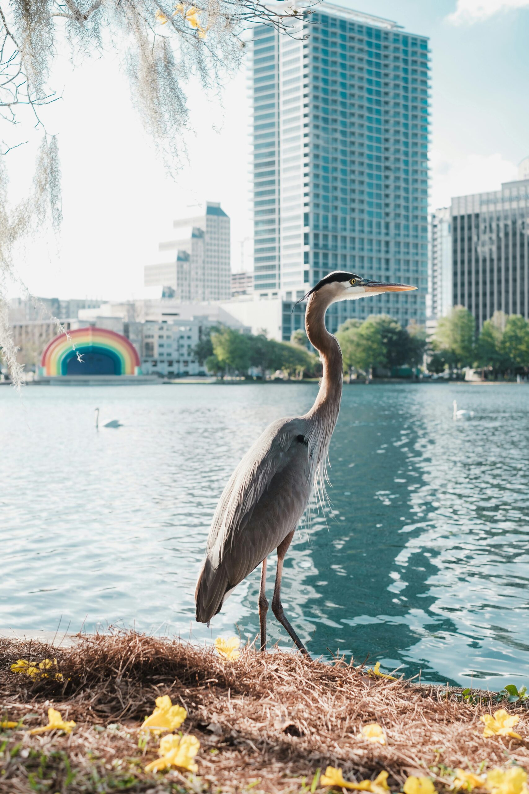 Pelican Tax CPA in St. Petersburg, FL