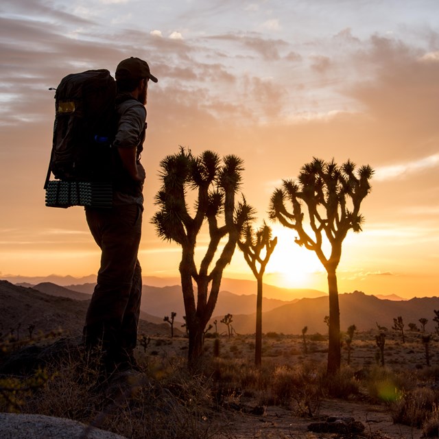Black Rock Canyon Campground in Yucca Valley, CA (4)