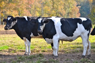 Mountain Valley Farm Store in Ellijay, GA (4)