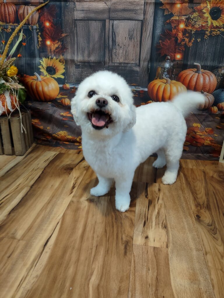 Fur Snips and Giggles llc in Mt Union, PA