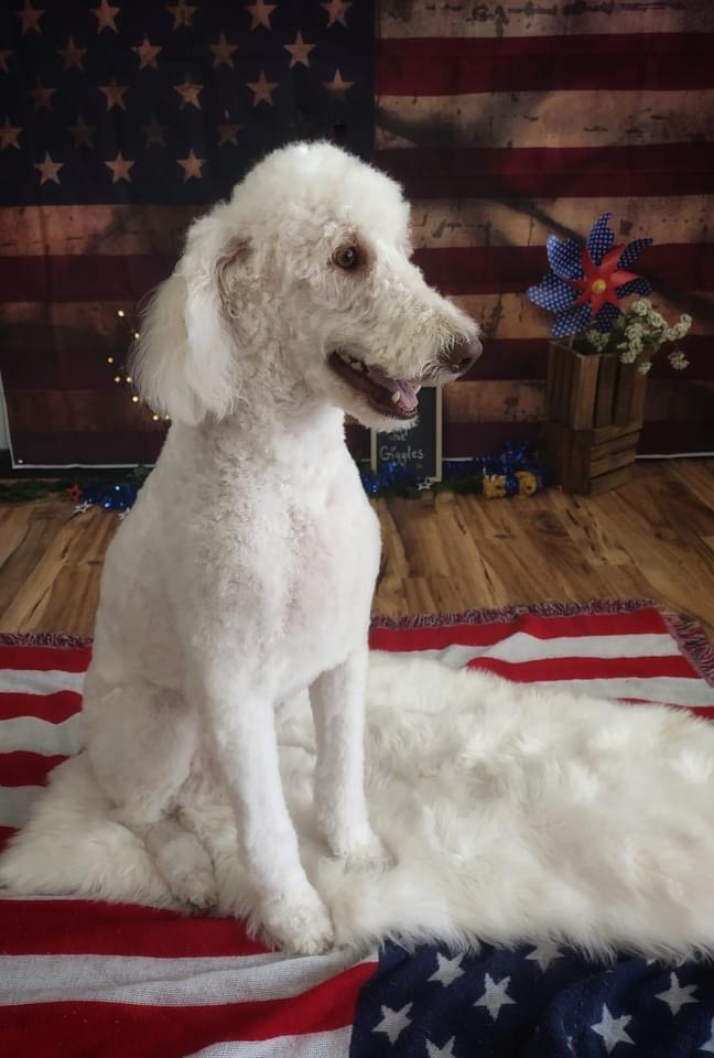 Fur Snips and Giggles llc in Mt Union, PA (2)