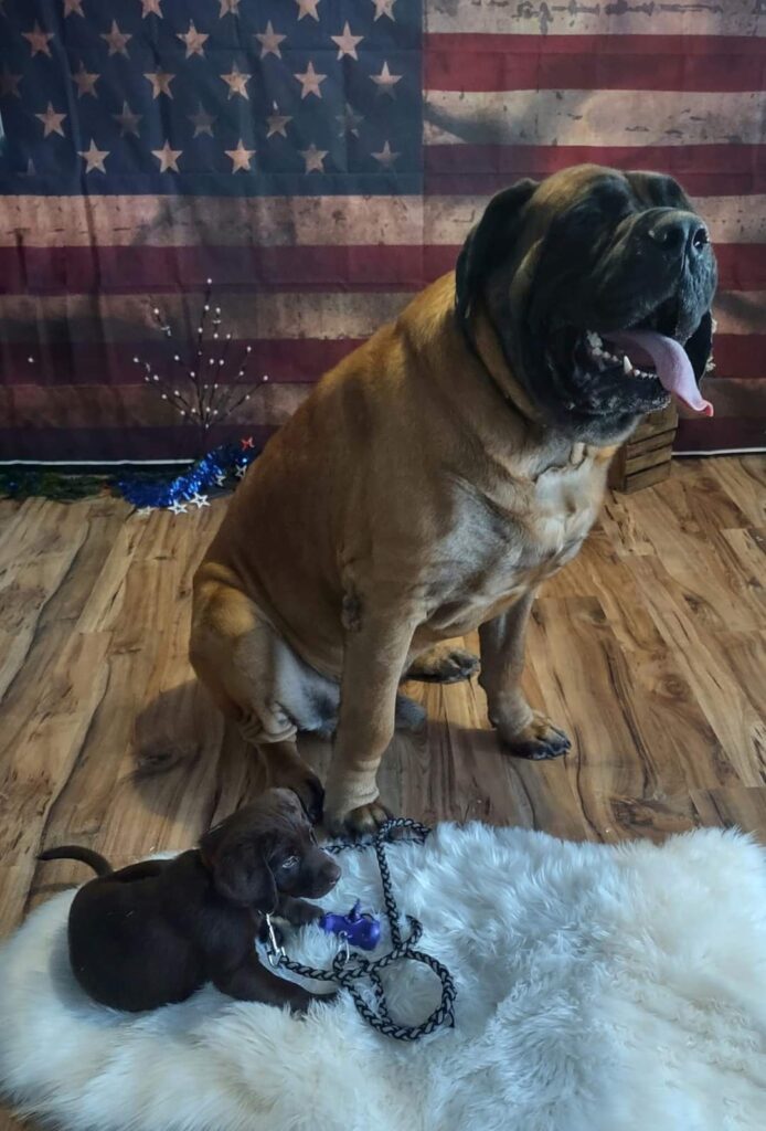 Fur Snips and Giggles llc in Mt Union, PA (3)