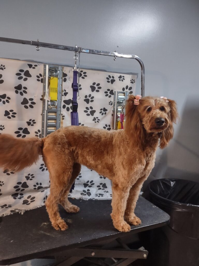 Fur Snips and Giggles llc in Mt Union, PA (4)