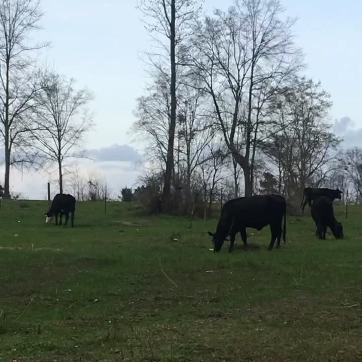 John H. Moody Farm in Soso, MS (2)