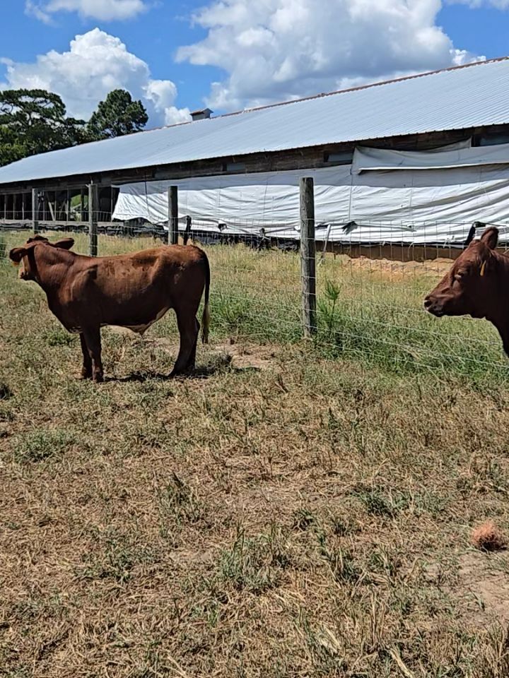 Swanson Family Farm in Hampton, GA (6)